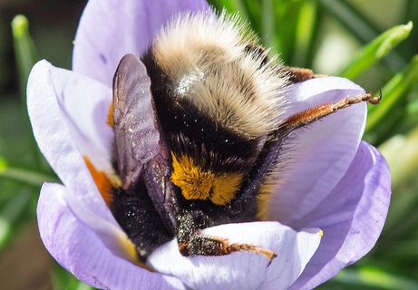 Eine Biene sammelt am 02.03.2017 in Freiburg (Baden-Württemberg) in einem blühenden Krokus Pollen