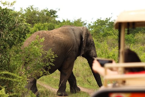 Ein eindrucksvolles Foto- und Selfiemotiv im Akagera.