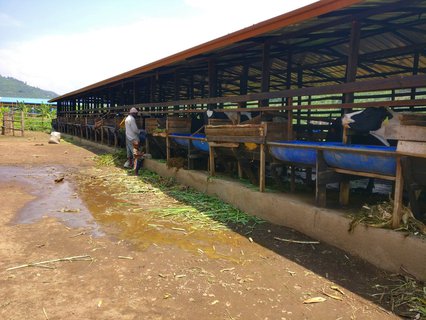 Staatlich gesponserte Kühe.