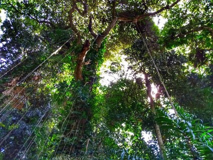 Beeindruckendes Naturerlebnis für kleines Budget — Botanischer Garten in Entebbe.