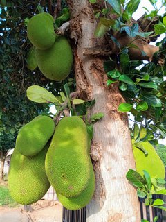 Exotisch in Deutschland, aber typisch für Uganda: Jackfruits.