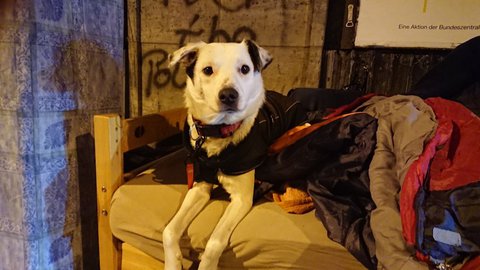 Jennys Hund Snowball auf einem Bett unter einer Brücke.