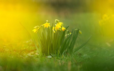 Bremen: Narzissen blühen auf einer Wiese im Bürgerpark.
