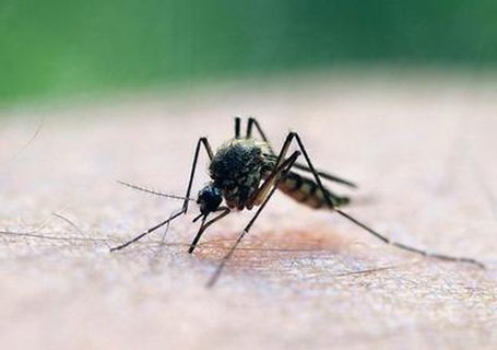 Wirkstoffe von Malaria-Medikamenten werden auch gegen das Coronavirus eingsetzt. 