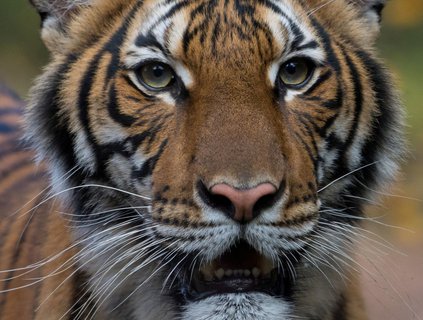Mit dem Coronavirus infiziert: Malaysia-Tiger im New Yorker Zoo