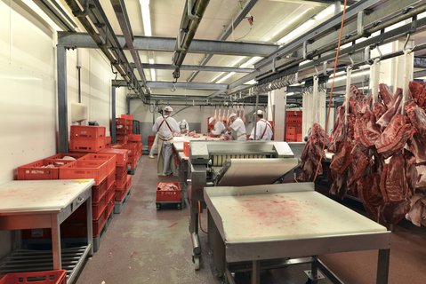 In einem Betrieb in Sachsen-Anhalt werden Schweine verarbeitet.