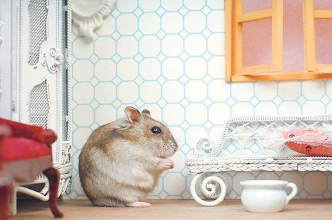 Forscher haben an Hamstern die Wirksamkeit von Schutzmasken nachgewiesen. Im Bild sieht man einen Hamster aus gutem Hause.