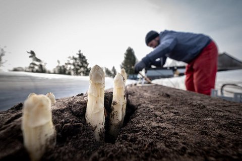 Spargelstechen auf einem Feld in Niedersachsen