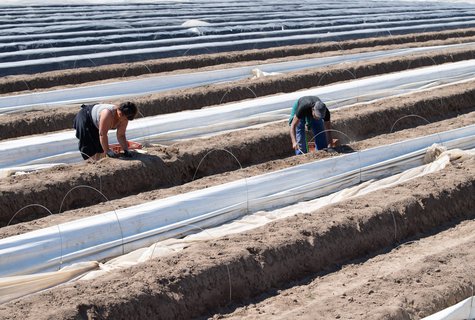 Erntehelfer auf einem Spargelhof (Symbolbild)