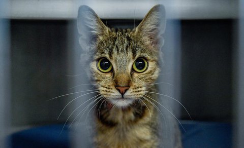 Katze in einem Käfig in einem Hamburger Tierheim