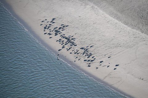 Immer schön Abstand halten. Seehunde liegen am Strand von Langeoog.