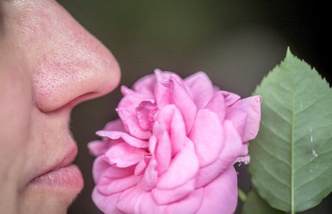 Wissenschaftler glauben herausgefunden zu haben, warum viele Covid-19-Patienten 
vorübergehend nichts mehr riechen können.