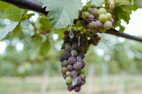 Die Pandemie drückte die Weinausfuhren deutlich.