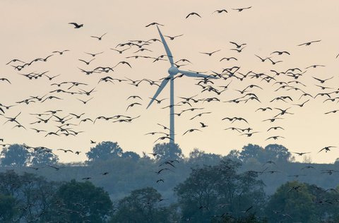 Wildgänse fliegen am Himmel über dem Oderbruch, während sich im Hintergrund ein Windrad dreht.