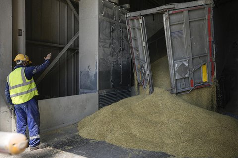 Rumänien, Constanta am 21. Juni: Das rumänische Getreideumschlagunternehmen Comvex entlädt Getreide aus einem Lkw im Schwarzmeerhafen.