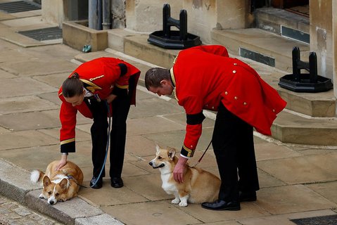 Die beiden Corgis der Königin, Muick und Sandy, sind während der feierlichen Prozession durch Schloss Windsor vor der Beisetzung von Königin Elizabeth II. zu sehen. 